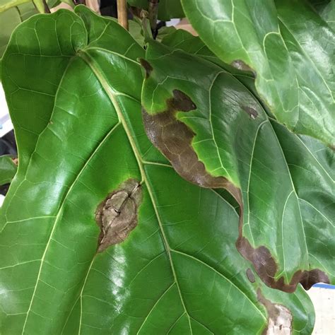 Snake plant root rot fix. How to Prevent and Fix Root Rot — La Résidence · Plant ...