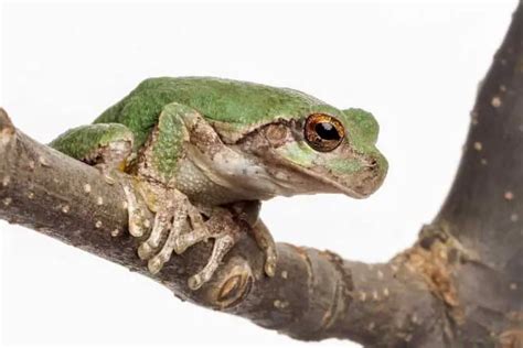 17 Types Of Tree Frogs In Florida Pictures The Critter Hideout
