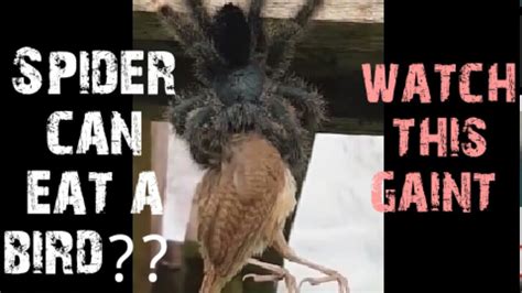 Spider Eating A Bird Birds Spiders Youtube