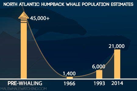 They usually range from 12 to 16 meters in length and weigh about 36 metric tons. humpback whale population estimate graph | Humpback whale ...