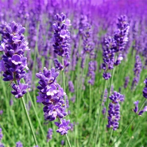 Lavender Flower Seeds Ks Garden Nursery