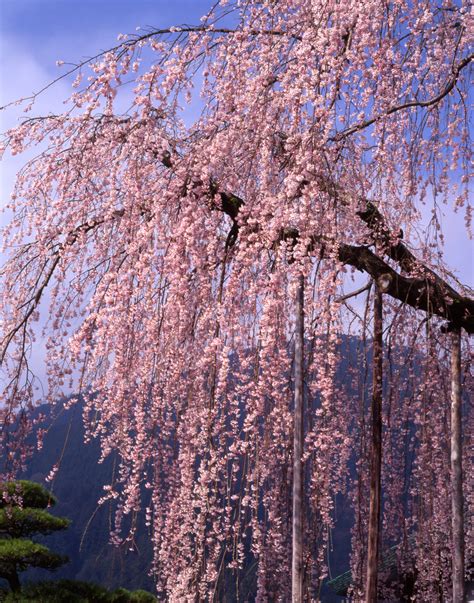 Pendula Weeping Cherry Tree Isons Nursery And Vineyard