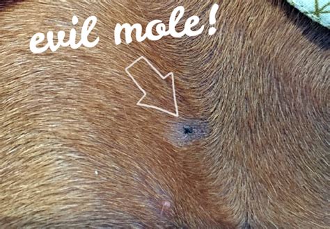 Pictures Of Skin Cancer Spots On Dogs Picturemeta