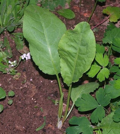 Plant Id Forum→help Me Identify This Broad Leaved Weed