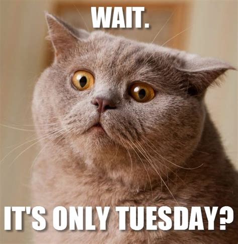 Wait Its Only Tuesday Good Times Pinterest Cats Funny And