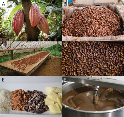 The Process Of Making Chocolate Involves Harvesting Fermentation