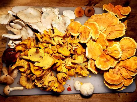 The Woods Were Good Today Chanterelles Chickens Oysters Lions