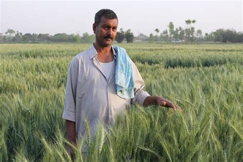 After strangling bitcoin, india may launch its own cryptocurrency. Indian farmer and CSISA partner grows new line for seed pr ...