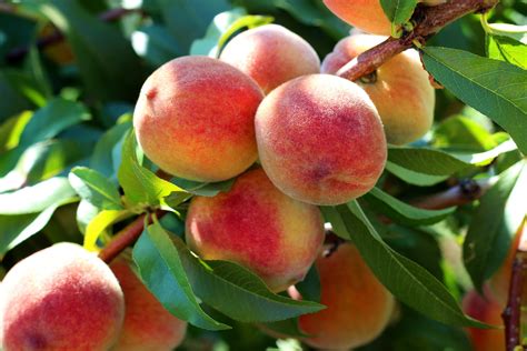 How To Grow A Peach Tree Kellogg Garden Organics