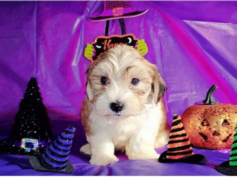 Little Morkies Maltese Yorkies Puppies For Sale In Chicago