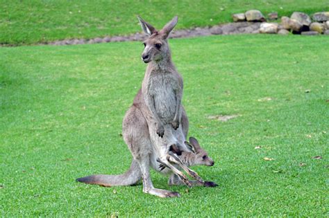 Kangaroo With Curious Baby Joey In Pouch Stock Photo Download Image