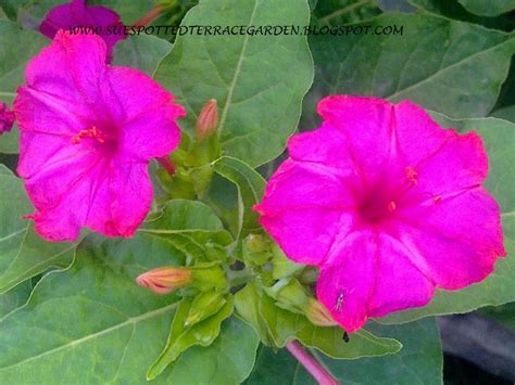 The reason they are called four o'clocks is that they tend to open in the afternoon. Plants Growing In My Potted Garden.: How To Grow 4 o'clock ...