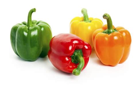 Cara semai biji benih cili agar cepat bercambah selepas 3 hari. Cara Semai Benih Paprika | KampusTani.Com