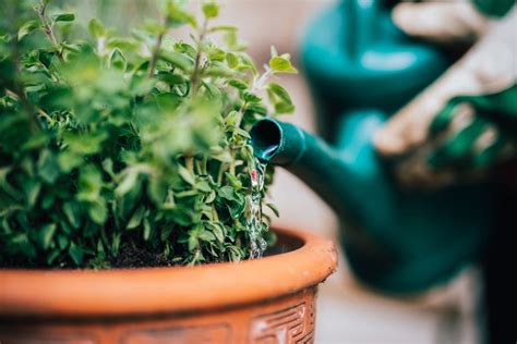 How To Properly Water Your Plants Martha Stewart