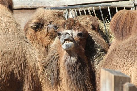 Das Kamel Foto And Bild Tiere Zoo Wildpark And Falknerei