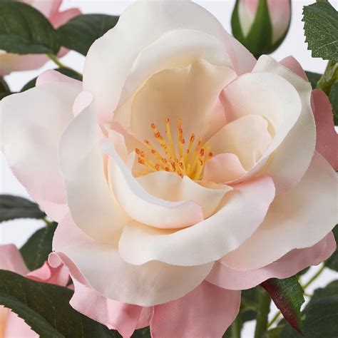 Piante dainterno con fiori rose : Piante Dainterno Con Fiori Rose - Consegna piante da ...