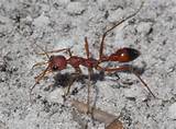 Photos of Venom In Fire Ants