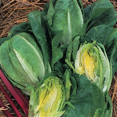 Lettuce Little Gem And Romaine Little Gem Seeds £195 From Chiltern