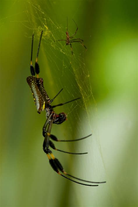 I Didnt Know Banana Spiders Were Deadly When I Shot This In Costa Rica