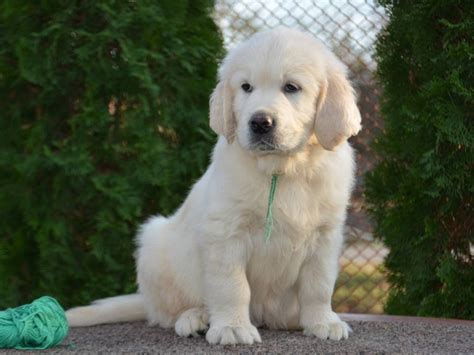 We are always planning for the future, and you can get on the waiting list. Golden Retriever Puppies For Sale | California Street, CA ...
