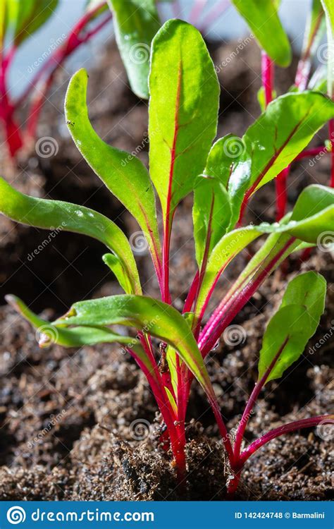 Garden Seedlings In Spring Season Young Sprouts Of Red Beetroot