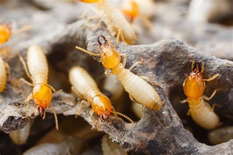 Are Termites Active Throughout The Year In Colorado Termite Control