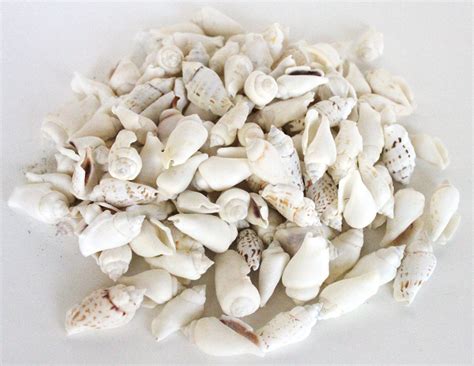 Cooked Annulus Cowrie Seashells Bulk Craft Shells California