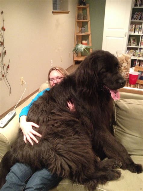 Newfoundland Giant Dog Breed Mass