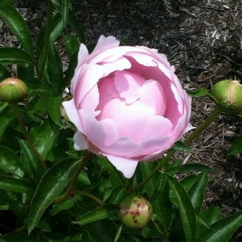 Allerton Plants Flowers Peonies