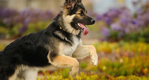 Have you noticed how you are idolized it can be genetic, but to be able to actually measure the amount that is, is a test to be taken in the far, far future. Experts Say That These Dog Breeds Are The Most Intelligent