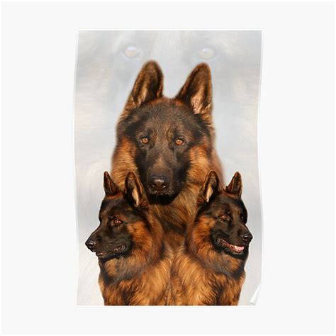 Long Coated German Shepherd Collage Poster For Sale By Sandyk Redbubble