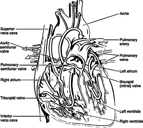 Anatomy Coloring Pages Heart Printable Heart Anatomy Coloring Pages