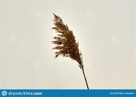 Photo Of Swamp Reed Panicle Stock Image Image Of Farmstead Feeder