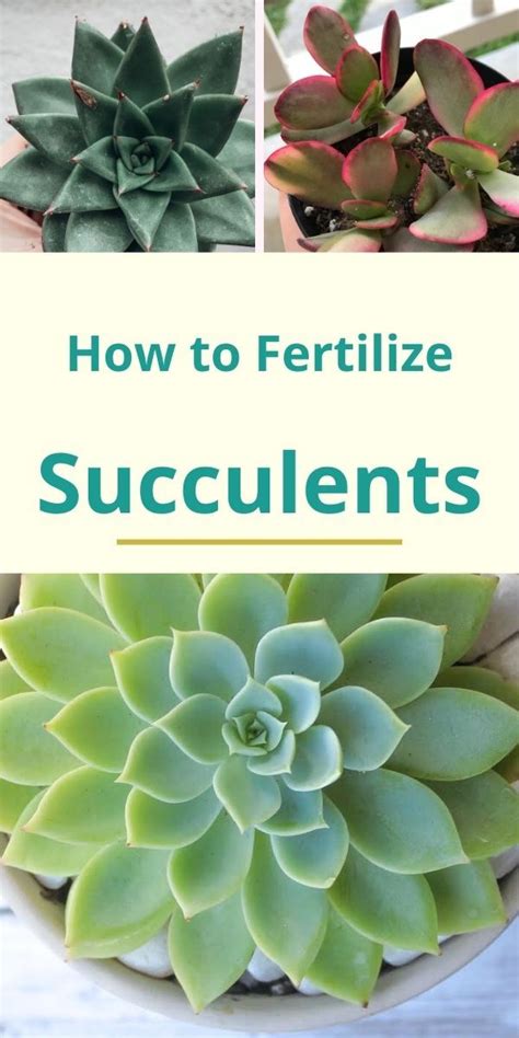 How To Fertilize Succulents Natalie Linda Succulent Garden Indoor