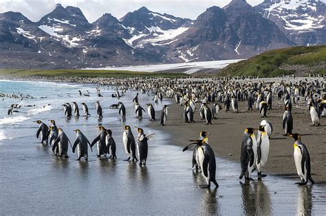 King Penguins On South Georgia Island Antarctica Beach Antarctica Penguins Hd Wallpaper