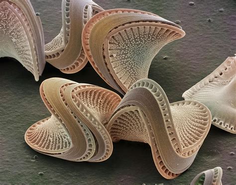 Diatoms Sem Photograph By Power And Syred