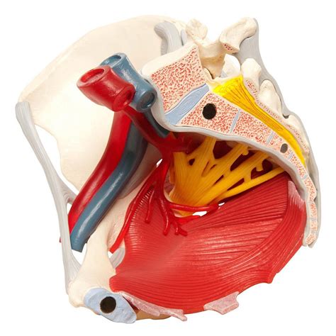 3b Scientific H20 4 Female Pelvis Model 6 Part