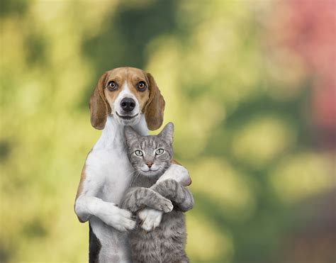 Why Dog And Cat Are Enemies
