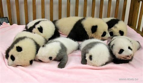 Cute Giant Panda Cubs Peoples Daily Online