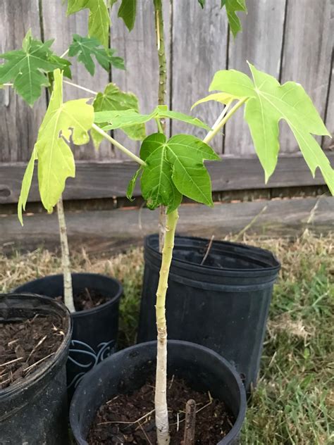 1 Papaya Tree Sapling 10 20 Tall Etsy