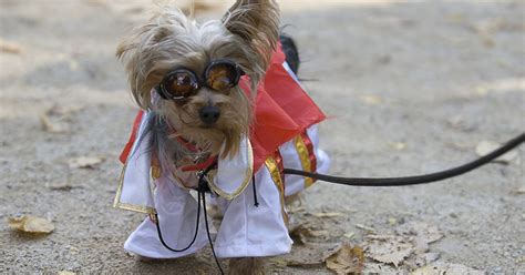 Dog Halloween Costume Parade Packs In The Pups In Nyc