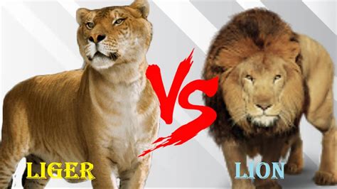 Liger Vs Lion Barbary Lion Vs Liger Who Will Win Youtube