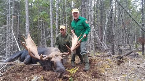 Moose Hunting Maine Guided Moose Hunts Maine