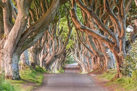 The Dark Hedges Game Of Thrones Game Of Thrones