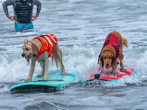 Cowabunga Dogs Take To The Waves For The World Dog Surfing Championships