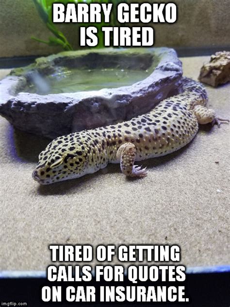 Gecko Leopard Memes