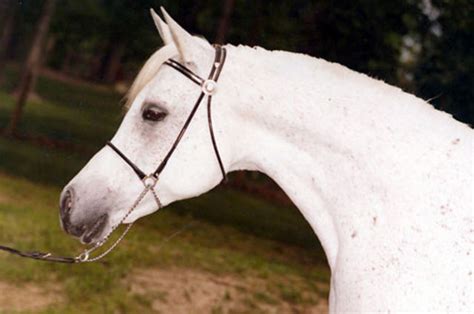 Ansata Bint Bukra Pure Bred Classic Beauty Arabians Athena Equines
