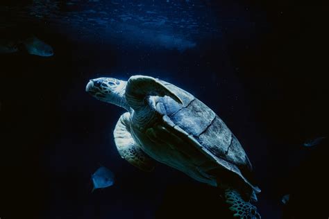 Turtle Sea Turtle Turtle Swimming And Sea Life 4k Hd Wallpaper
