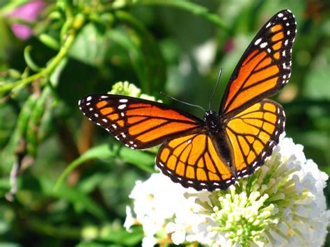 Santuario De La Mariposa Monarca Todo Lo Que Debes Saber