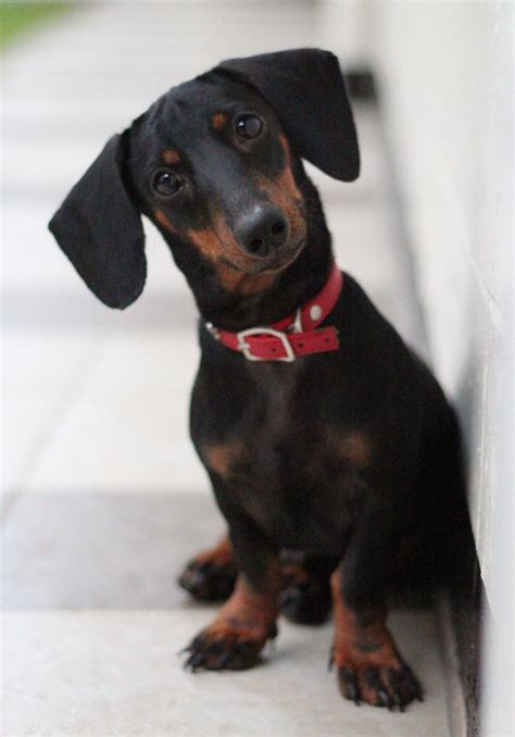 The Doxie Head Tilt Oh This Looks Like My Melanie Mu That Passed So